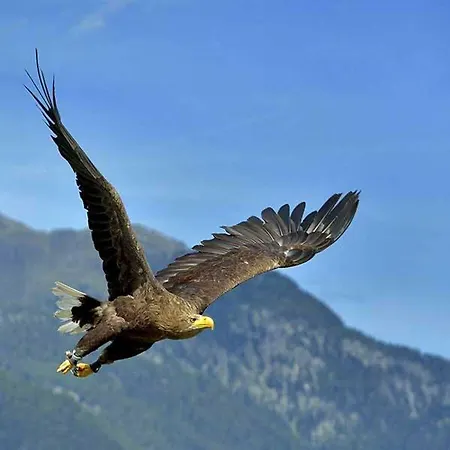 Alpenappartement Sonne امهاوسن